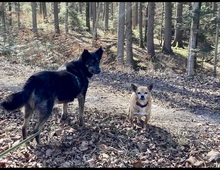 NELLO, Hund, Mischlingshund in Berg - Bild 9