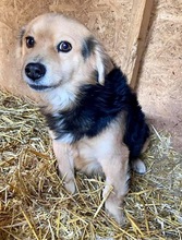 PAULCHEN, Hund, Mischlingshund in Rumänien - Bild 1
