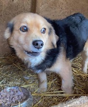 PAULCHEN, Hund, Mischlingshund in Rumänien - Bild 10
