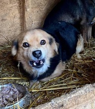 PAULCHEN, Hund, Mischlingshund in Rumänien - Bild 6