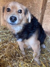 PAULCHEN, Hund, Mischlingshund in Rumänien - Bild 8