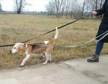 BAKFITTY, Hund, Beagle in Delmenhorst - Bild 4
