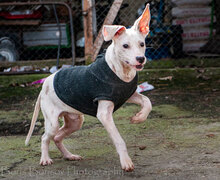 WHITY, Hund, Mischlingshund in Bulgarien - Bild 10