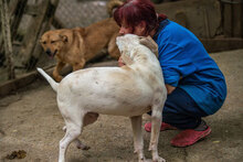WHITY, Hund, Mischlingshund in Bulgarien - Bild 13