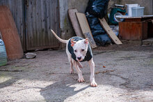 WHITY, Hund, Mischlingshund in Bulgarien - Bild 14