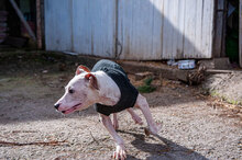 WHITY, Hund, Mischlingshund in Bulgarien - Bild 15