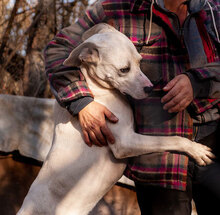 WHITY, Hund, Mischlingshund in Bulgarien - Bild 2