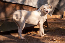 WHITY, Hund, Mischlingshund in Bulgarien - Bild 3
