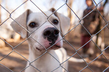 WHITY, Hund, Mischlingshund in Bulgarien - Bild 4