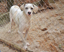 WHITY, Hund, Mischlingshund in Bulgarien - Bild 6