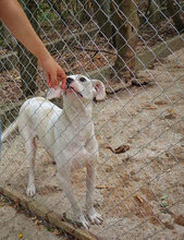 WHITY, Hund, Mischlingshund in Bulgarien - Bild 7