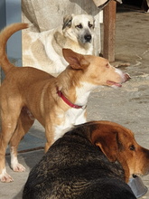 HERCULES, Hund, Podenco in Spanien - Bild 6