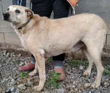 ZEUSZ, Hund, Labrador Retriever in Ungarn - Bild 4