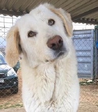 FRIEDAT, Hund, Mischlingshund in Griechenland - Bild 1