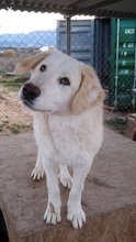 FRIEDAT, Hund, Mischlingshund in Griechenland - Bild 2