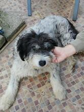 CORA, Hund, Mischlingshund in Rumänien - Bild 1