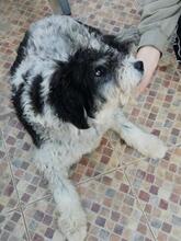 CORA, Hund, Mischlingshund in Rumänien - Bild 2
