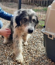 CORA, Hund, Mischlingshund in Rumänien - Bild 4