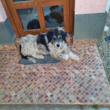 CORA, Hund, Mischlingshund in Rumänien - Bild 5