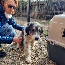 CORA, Hund, Mischlingshund in Rumänien - Bild 6