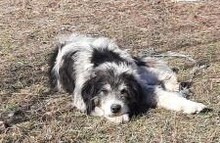 CORA, Hund, Mischlingshund in Rumänien - Bild 7