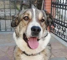 PHOIVOS, Hund, Mischlingshund in Griechenland - Bild 1