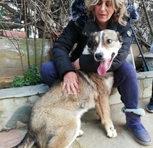 PHOIVOS, Hund, Mischlingshund in Griechenland - Bild 11