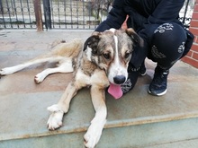 PHOIVOS, Hund, Mischlingshund in Griechenland - Bild 12