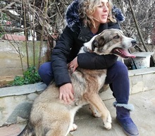 PHOIVOS, Hund, Mischlingshund in Griechenland - Bild 14