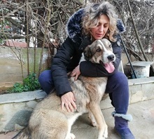 PHOIVOS, Hund, Mischlingshund in Griechenland - Bild 15