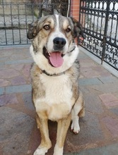 PHOIVOS, Hund, Mischlingshund in Griechenland - Bild 17