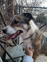 PHOIVOS, Hund, Mischlingshund in Griechenland - Bild 18
