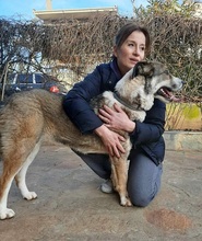 PHOIVOS, Hund, Mischlingshund in Griechenland - Bild 2