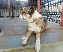 PHOIVOS, Hund, Mischlingshund in Griechenland - Bild 4
