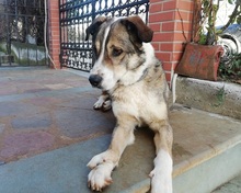 PHOIVOS, Hund, Mischlingshund in Griechenland - Bild 6