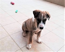 PHOIVOS, Hund, Mischlingshund in Griechenland - Bild 7