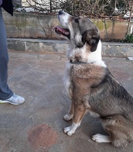PHOIVOS, Hund, Mischlingshund in Griechenland - Bild 9