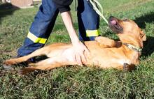 SABA, Hund, Mischlingshund in Ungarn - Bild 3