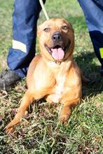SABA, Hund, Mischlingshund in Ungarn - Bild 5
