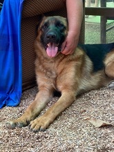 THOR, Hund, Deutscher Schäferhund in Italien - Bild 5
