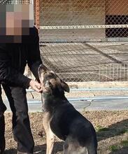 SOSO, Hund, Deutscher Schäferhund-Mix in Spanien - Bild 9