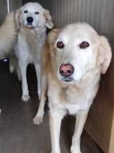 GEMMA, Hund, Maremmano-Mix in Italien - Bild 10