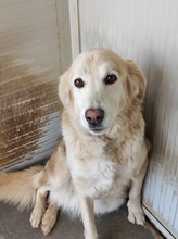 GEMMA, Hund, Maremmano-Mix in Italien - Bild 11