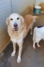 GEMMA, Hund, Maremmano-Mix in Italien - Bild 15