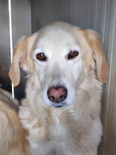 GEMMA, Hund, Maremmano-Mix in Italien - Bild 2