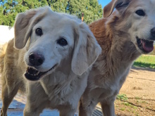 GIBA, Hund, Maremmano-Mix in Italien - Bild 9