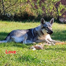 LOVE, Hund, Mischlingshund in Pilsach - Bild 2