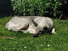 LOVE, Hund, Mischlingshund in Pilsach - Bild 4