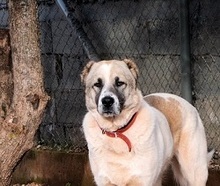 ARIS, Hund, Mischlingshund in Griechenland - Bild 1
