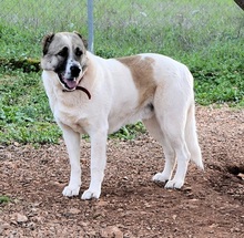 ARIS, Hund, Mischlingshund in Griechenland - Bild 10